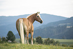 Haflinger