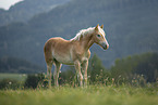 Haflinger