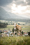 Haflinger