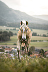 Haflinger