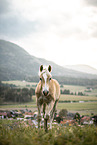 Haflinger