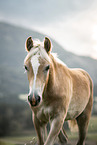 Haflinger