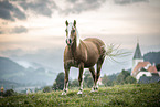 Haflinger