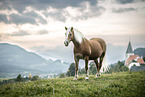 Haflinger