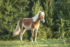 Haflinger