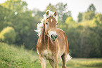 Haflinger