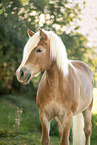 Haflinger