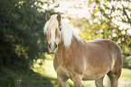 Haflinger