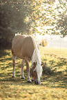 Haflinger