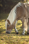 Haflinger