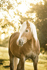 Haflinger