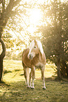 Haflinger