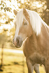 Haflinger