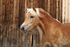 Haflinger
