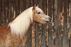 Haflinger