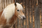 Haflinger