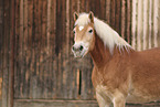 Haflinger