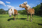 Haflinger