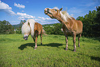 Haflinger