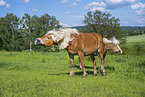 Haflinger