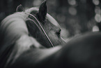 Haflinger