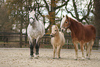 Haflinger