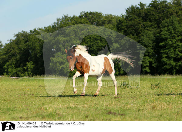 galoppierendes Halbblut / KL-09468