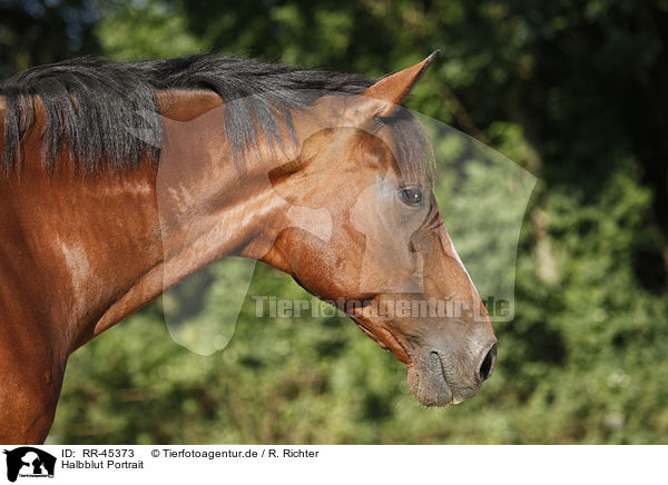 Halbblut Portrait / RR-45373