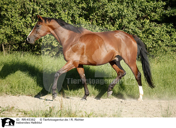 trabendes Halbblut / RR-45382