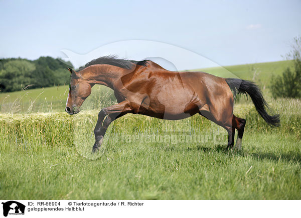 galoppierendes Halbblut / galloping half-caste / RR-66904