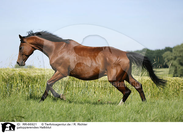galoppierendes Halbblut / RR-66921