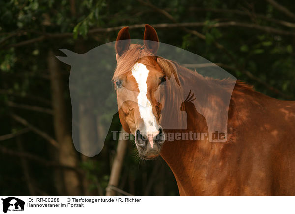 Hannoveraner im Portrait / horse portrait / RR-00288