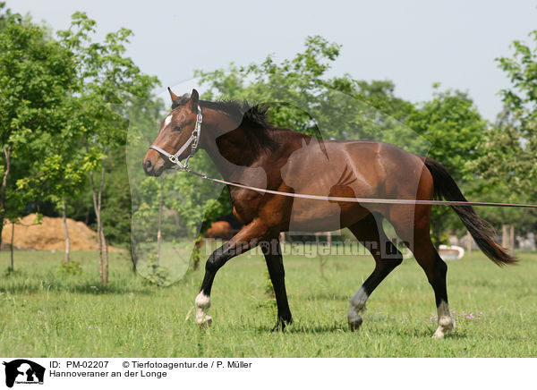 Hannoveraner an der Longe / PM-02207