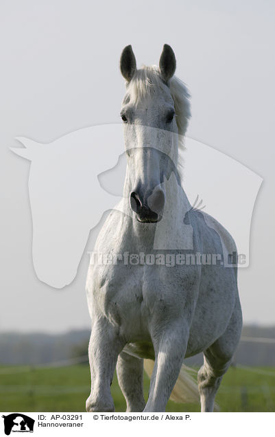 Hannoveraner / Hanoverian horse / AP-03291