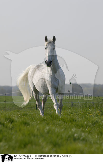 rennender Hannoveraner / running Hanoverian horse / AP-03293
