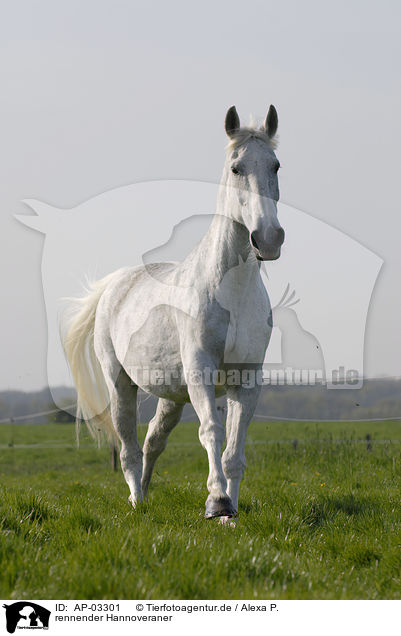 rennender Hannoveraner / running Hanoverian horse / AP-03301