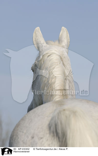 Hannoveraner / Hanoverian horse / AP-03302