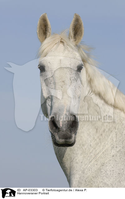 Hannoveraner Portrait / Hanoverian portrait / AP-03303