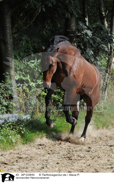 rennender Hannoveraner / running Hanoverian / AP-03840