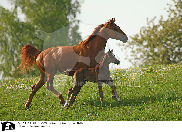 trabende Hannoveraner / trotting hannoveraner / AB-01183