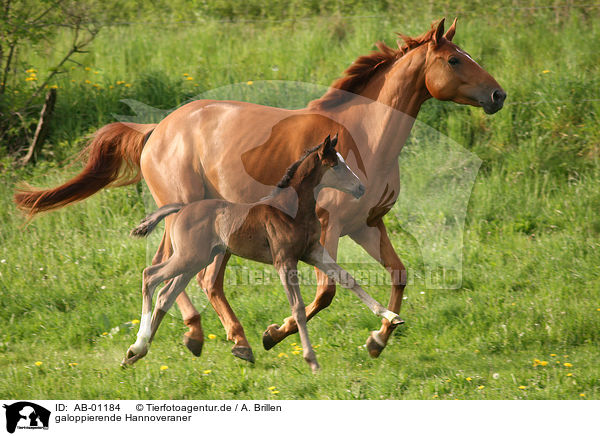 galoppierende Hannoveraner / galloping hannoveraner / AB-01184