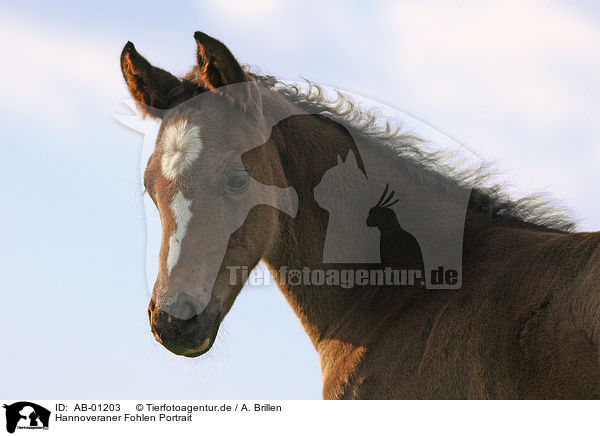 Hannoveraner Fohlen Portrait / hannoveraner foal portrait / AB-01203
