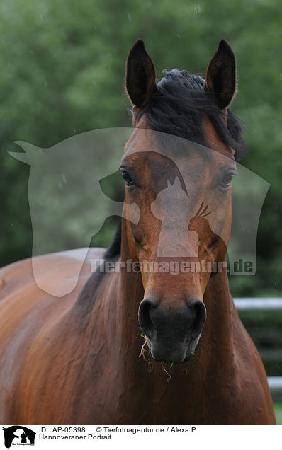 Hannoveraner Portrait / Hanoverian Horse Portrait / AP-05398