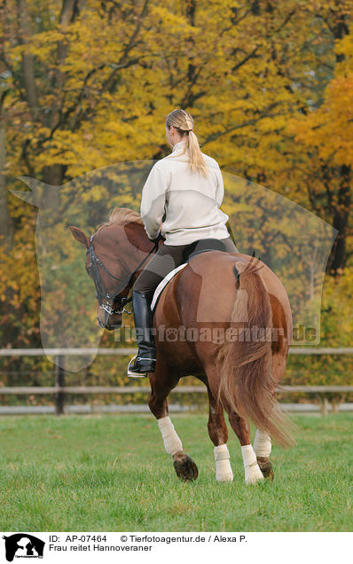 Frau reitet Hannoveraner / woman rides Hanoverian / AP-07464