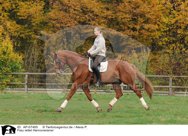 Frau reitet Hannoveraner / woman rides Hanoverian / AP-07465