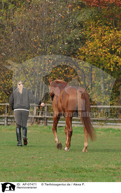 Hannoveraner / Hanoverian horse / AP-07471