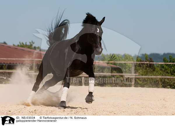 galoppierender Hannoveraner / galloping Hanoverian / NS-03034