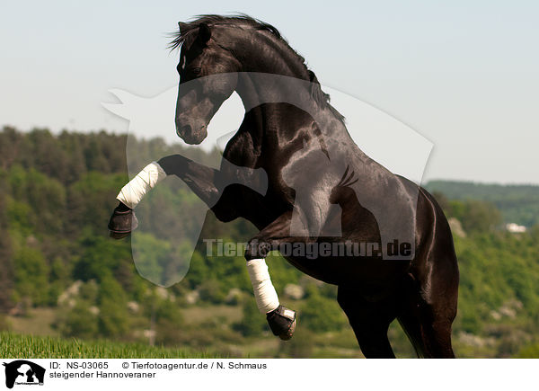 steigender Hannoveraner / rising Hanoverian / NS-03065