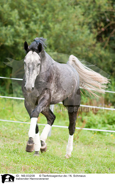 trabender Hannoveraner / trotting Hanoverian horse / NS-03208
