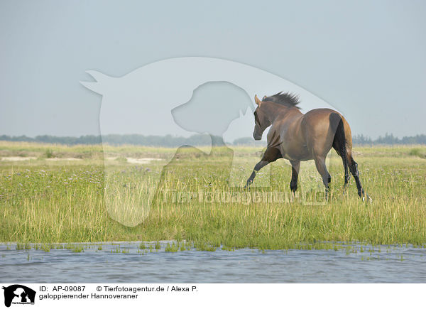 galoppierender Hannoveraner / AP-09087